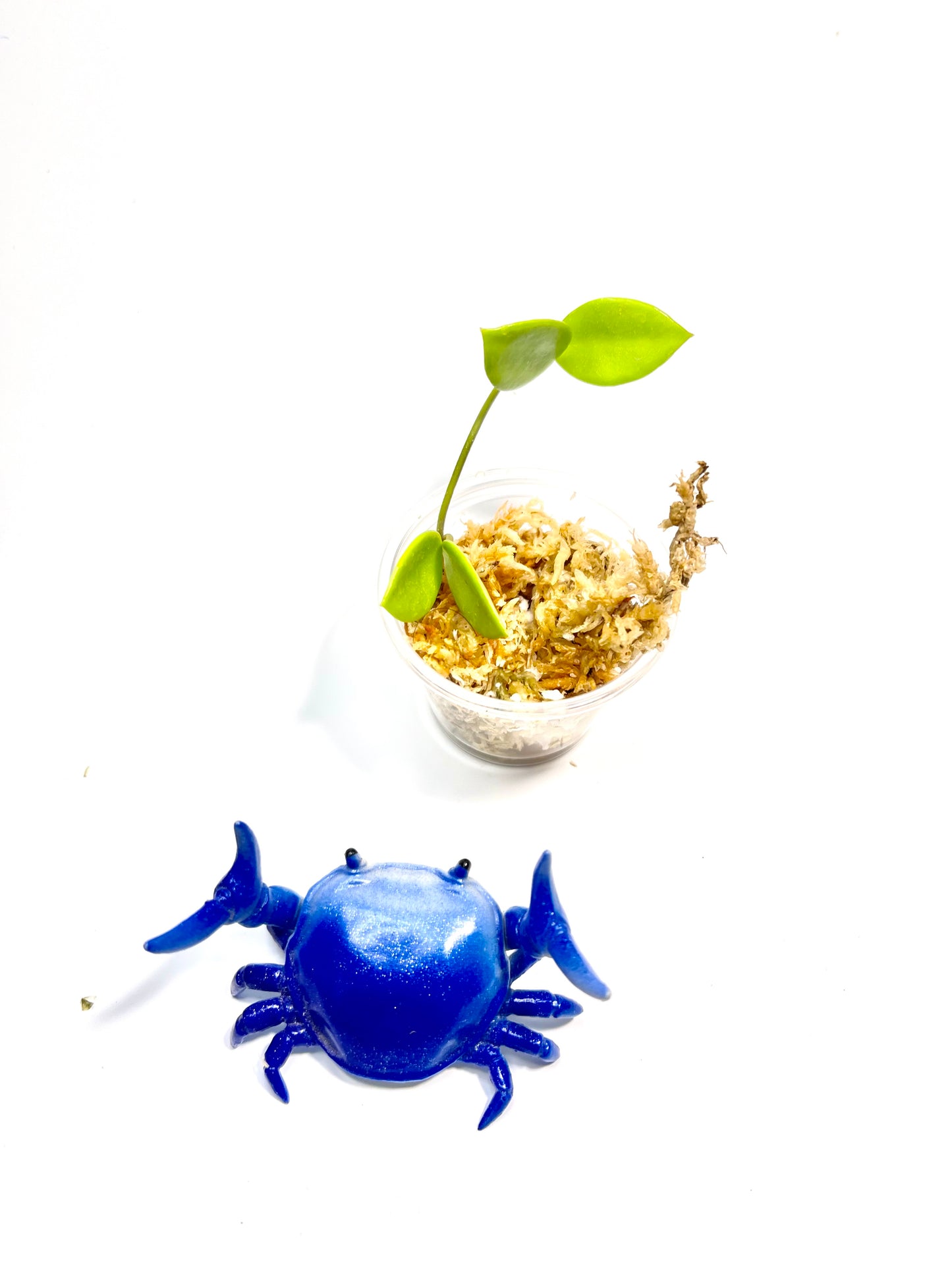 Hoya picta  - unrooted