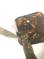 Hoya sigillatis with active growth
