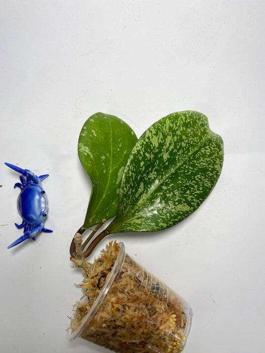 Hoya ‘Michele’ - starting to root