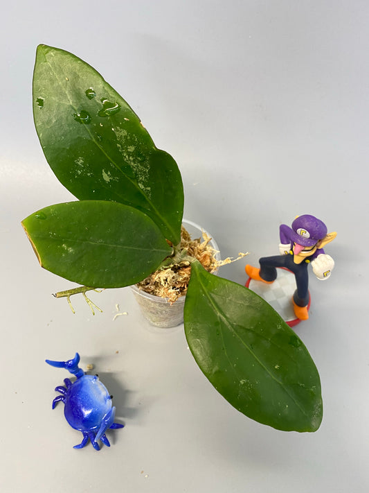 Hoya MB 1497 - (erythrina x MB 1141) - growth point emerging