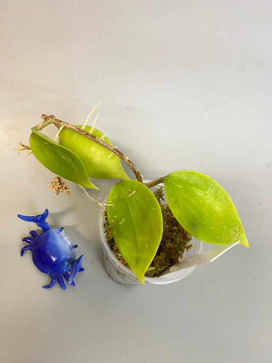 Hoya limoniaca  - starting to root