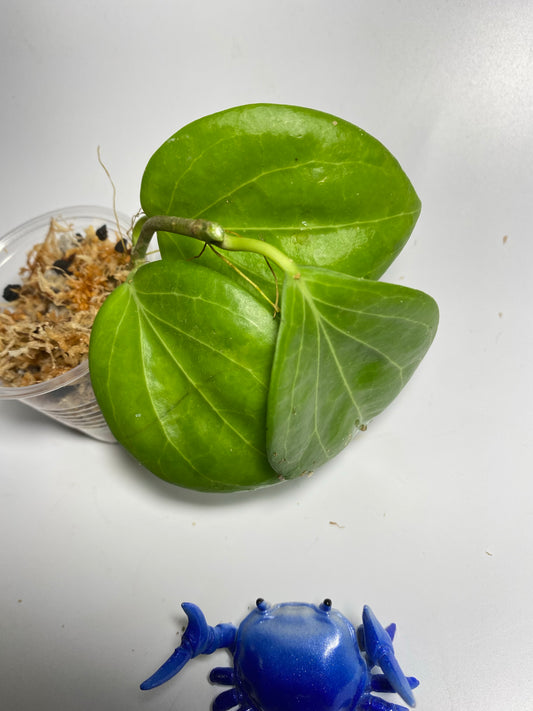 Hoya Hellwigiana - starting to root