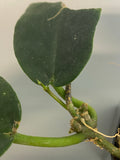 Hoya kaimuki - active growth