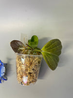 Hoya sp png sv 432 - Unrooted