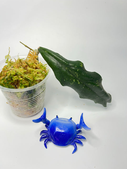 Hoya sp limbang - new growth point