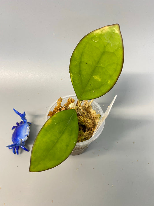 Hoya MB 1497 - (erythrina x MB 1141) - has some roots