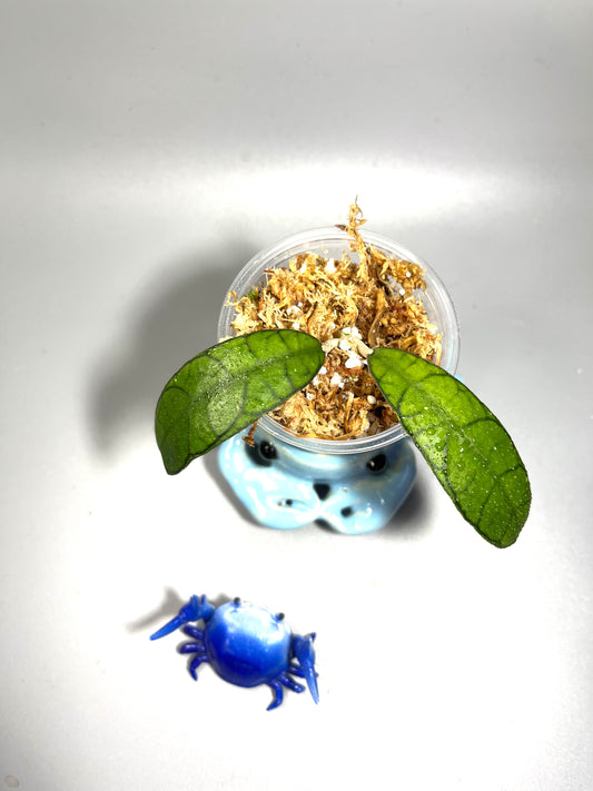 Hoya mutia sp aceh  - Unrooted