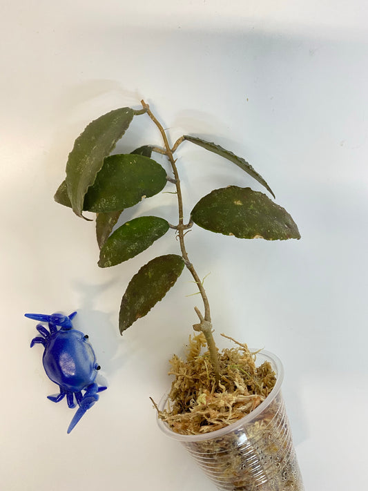 Hoya caudata Sumatra - has some roots