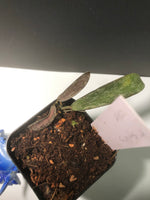 Hoya sigillatis - actively growing