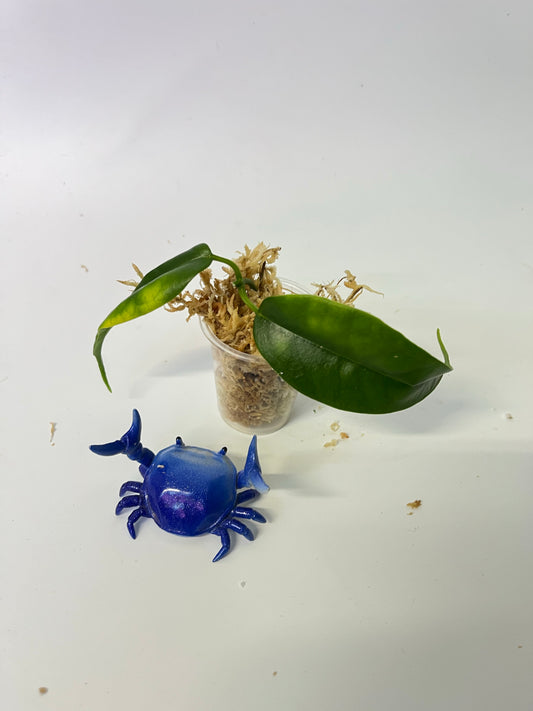 Free addon - Hoya buotii sunrise - 1 node - Unrooted