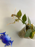 Hoya krohniana with active growth
