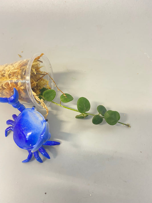 Hoya aff Serpens (Xiaojie 001) - Unrooted