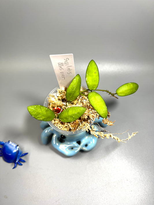 Hoya sigillatis alas river - Unrooted