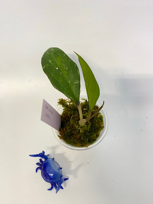 Hoya ‘Michele’ - new growth