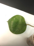 Hoya balaensis with new growth