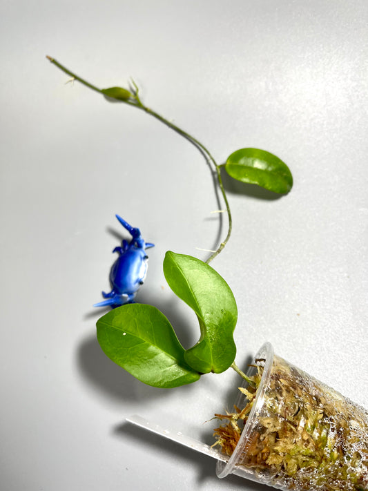 Hoya sp tenaru River - has some roots