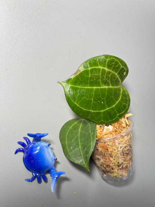 Hoya Latifolia - Unrooted