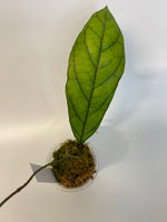 Hoya kalimantan - active growth