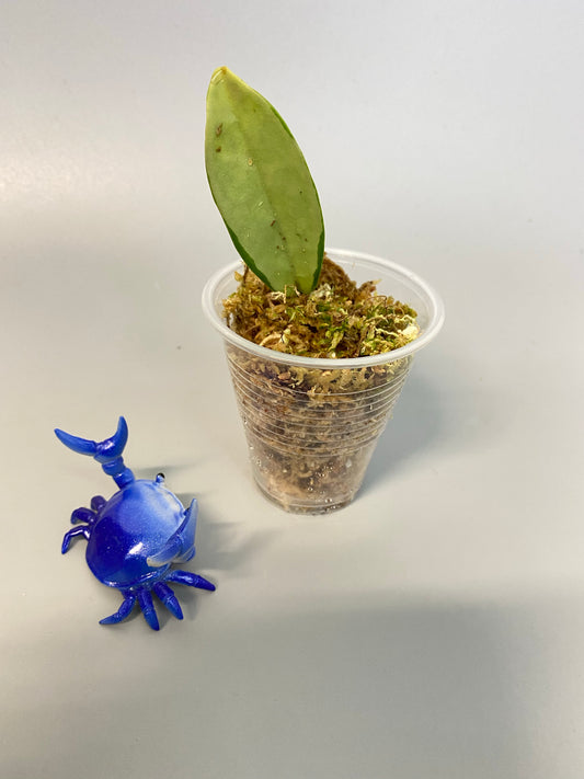 Hoya AH-074 silver clone- has some roots