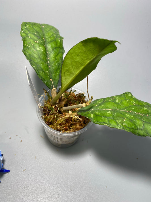 Reserved for Stachelle  - Hoya svetlana - active growth