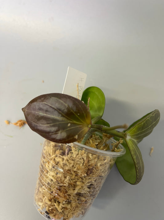 Hoya sp png sv 432 - Unrooted