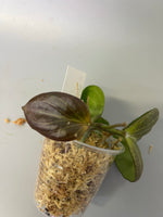 Hoya sp png sv 432 - Unrooted