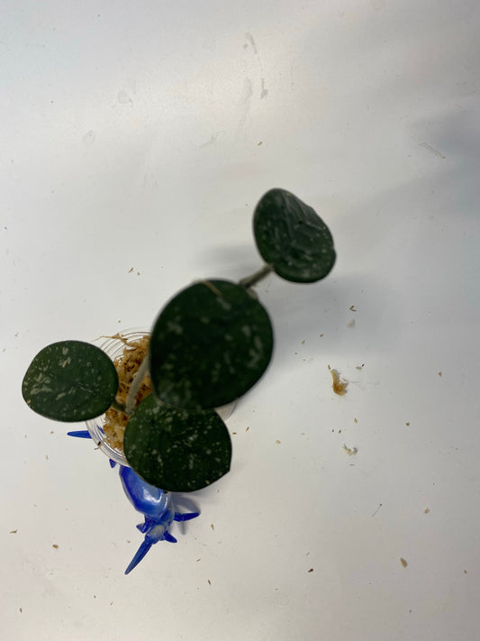 Hoya mathilde with splash - unrooted