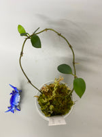 Hoya sipitangensis - active growth