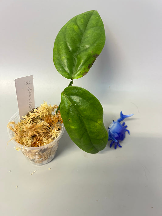 Hoya chewiorum - 1 node - Unrooted