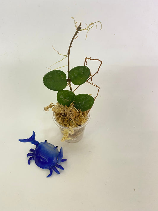 Hoya mathilde - free add-on