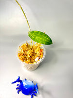 Hoya Malaysia splash - Unrooted