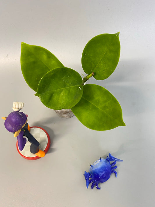 Hoya cv pinkie (australis x subcalva) - has roots