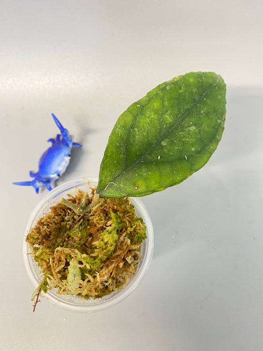 Reserved for Katie - Hoya sp. chicken farm - active growth