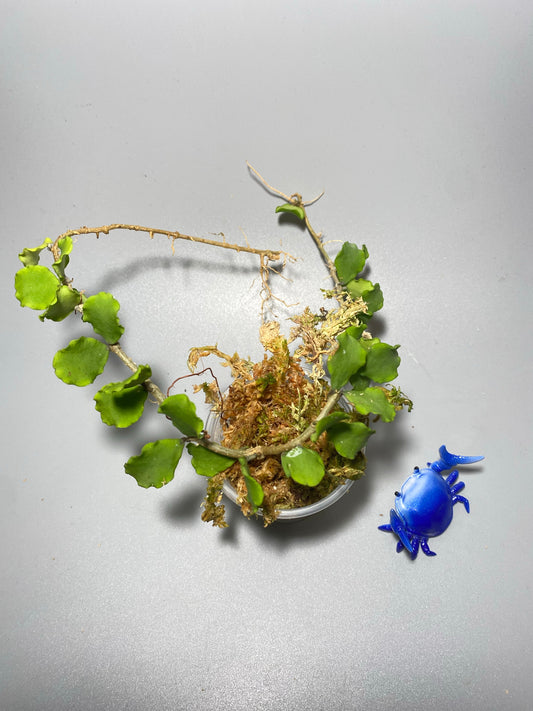 Hoya kanyakumariana - has some roots