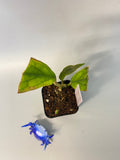 Hoya cv golden eye