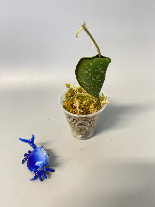 Hoya imbricata - some roots