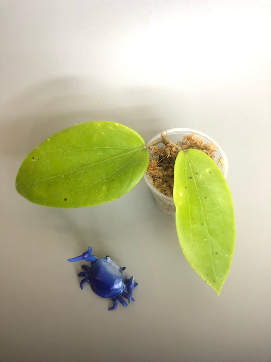 Hold for Pamela. Hoya merrillii - starting to root