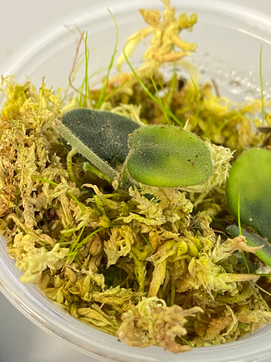 Hoya serpens - with active growth.