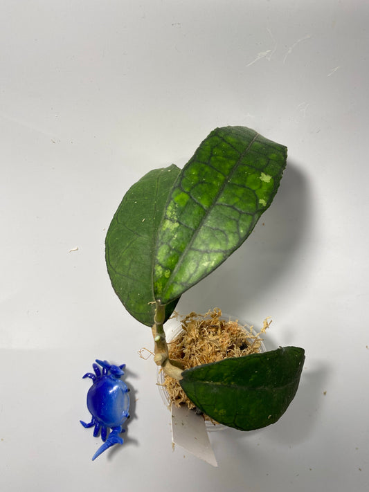 Hoya finlaysonii long leaf - Unrooted