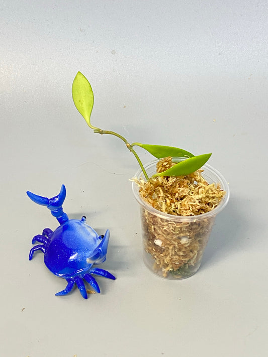 Hoya picta - unrooted