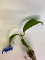 Hoya mindorensis dark red - starting to root