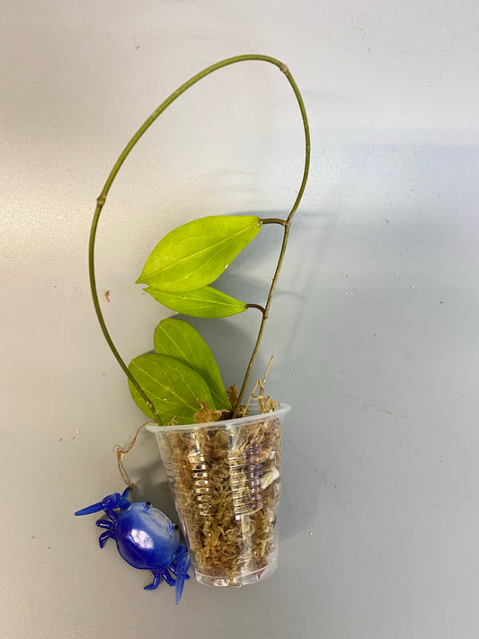 Hoya sp MPR IML 1866 - has some roots