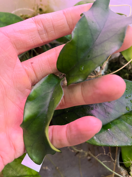 Hoya sp tam Dao - fresh cut - Unrooted