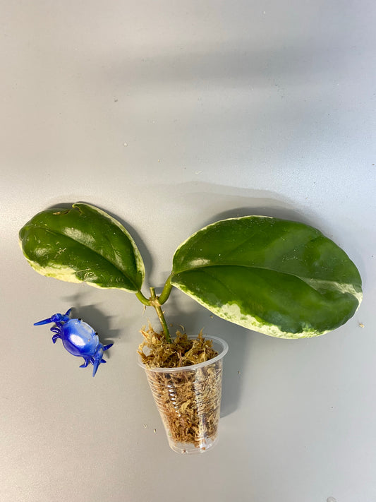 Hoya incrassata albomarginata / ‘eclipse’ - unrooted