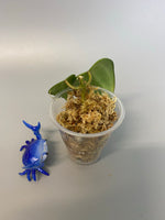 Reserved for Kimberlee - Hoya macrophylla snow queen - just starting to root. 1mm roots