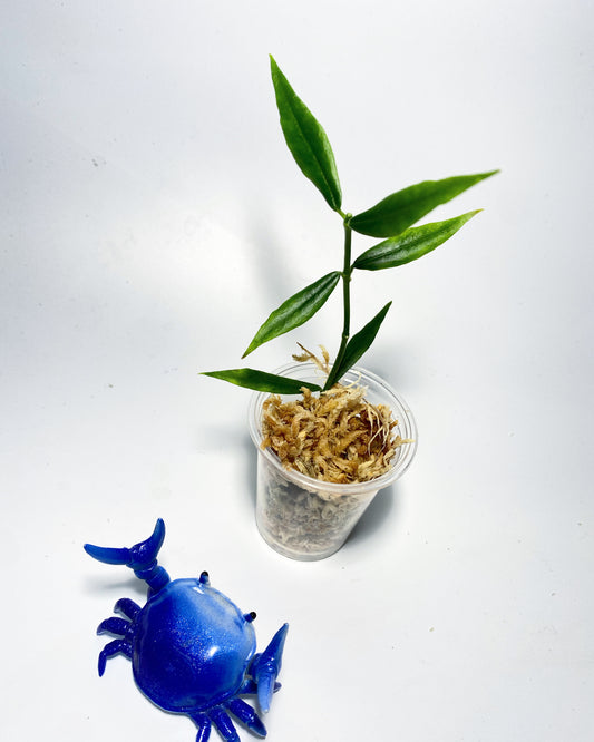 Hoya paxtonii - 3 node fresh Unrooted cutting