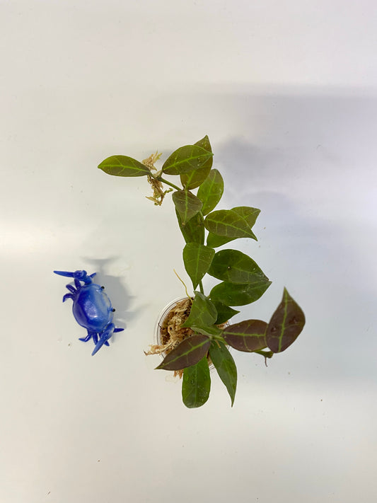 Hoya Rebecca - has some roots