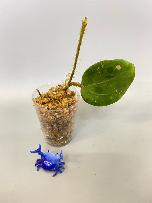 Loyceandrewsiana - dinner plate - starting to root