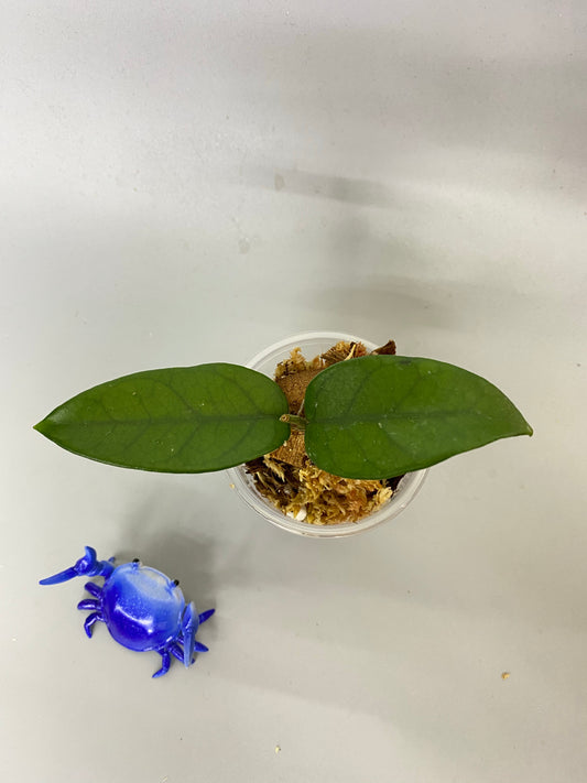 Hoya dasyantha - has some roots