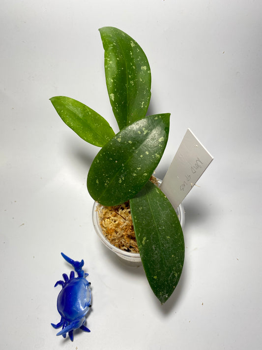 Hoya noid most likely sp Laos - unrooted